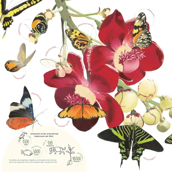 Amazonien — Seite 1