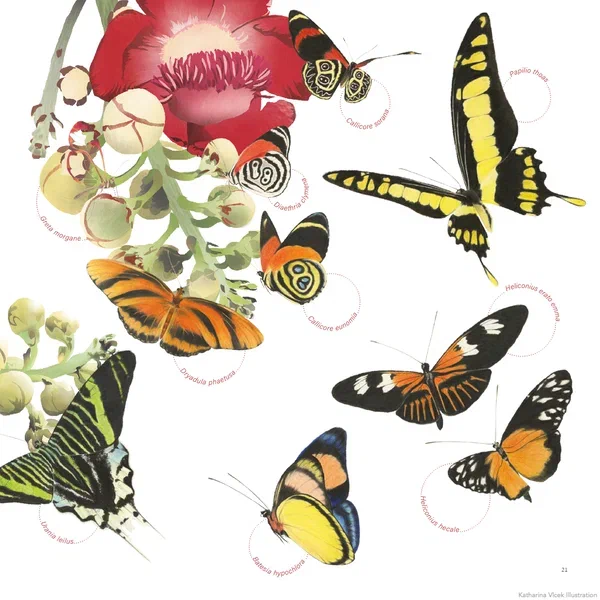 Amazonien — Seite 2