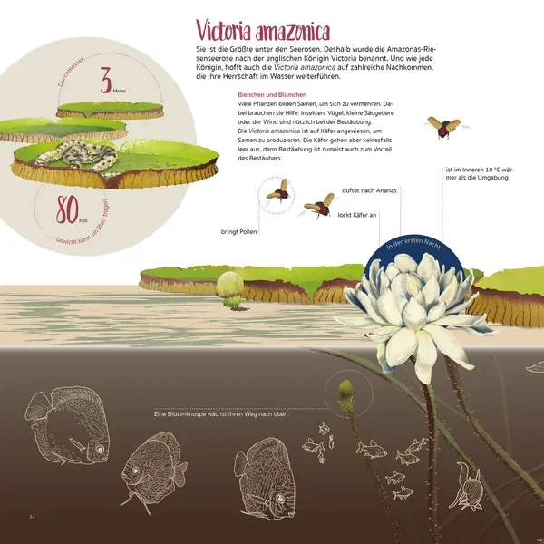 Amazonien — Seite 9