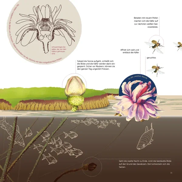 Amazonien — Seite 10