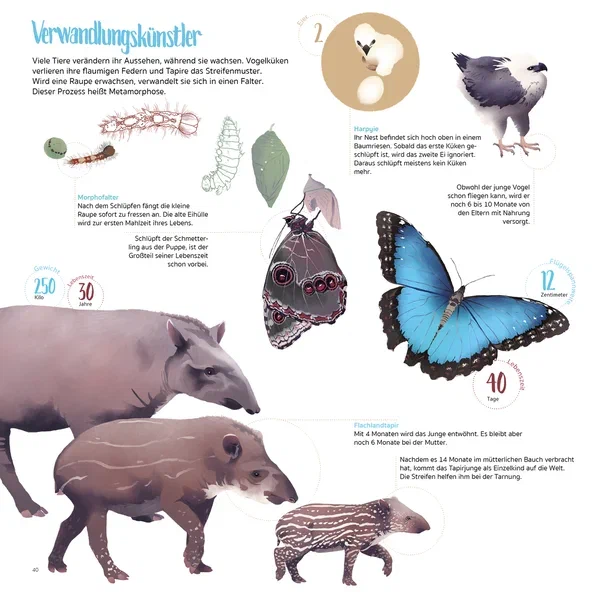 Amazonien — Seite 11