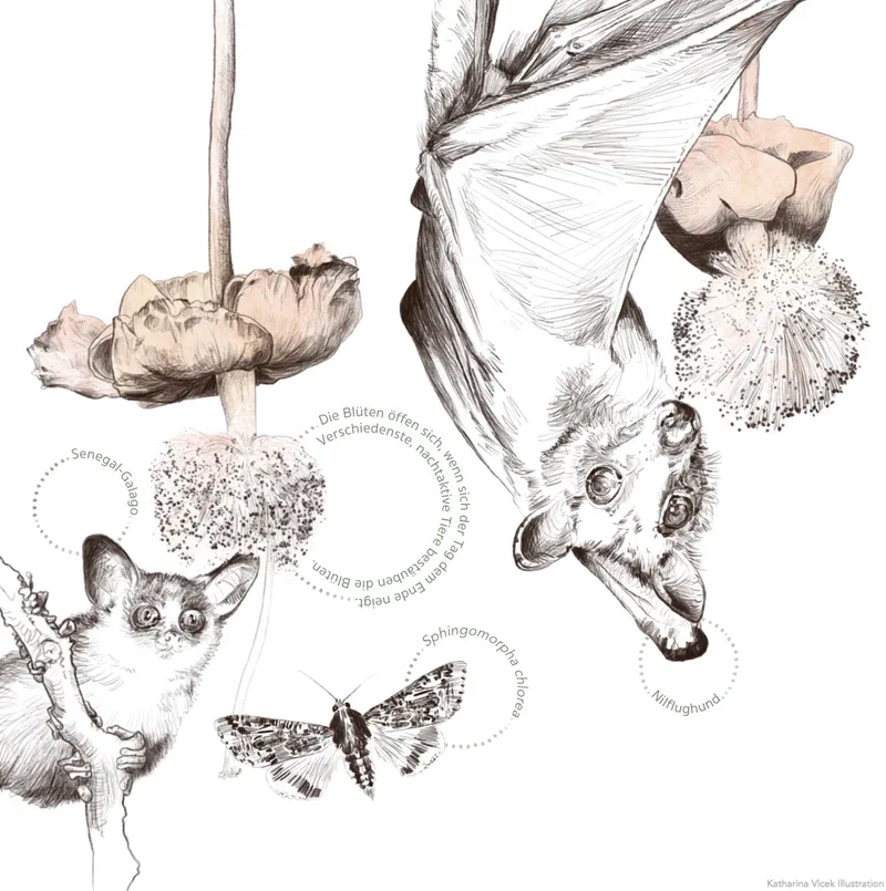 Buschbaby und flughund